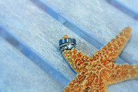 starfish rings